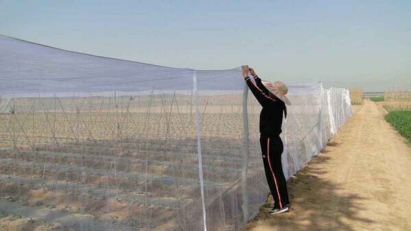 Microfender Insect Netting